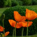 Papaver nudicaule